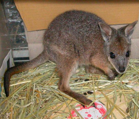 カンガルー ペット 値段